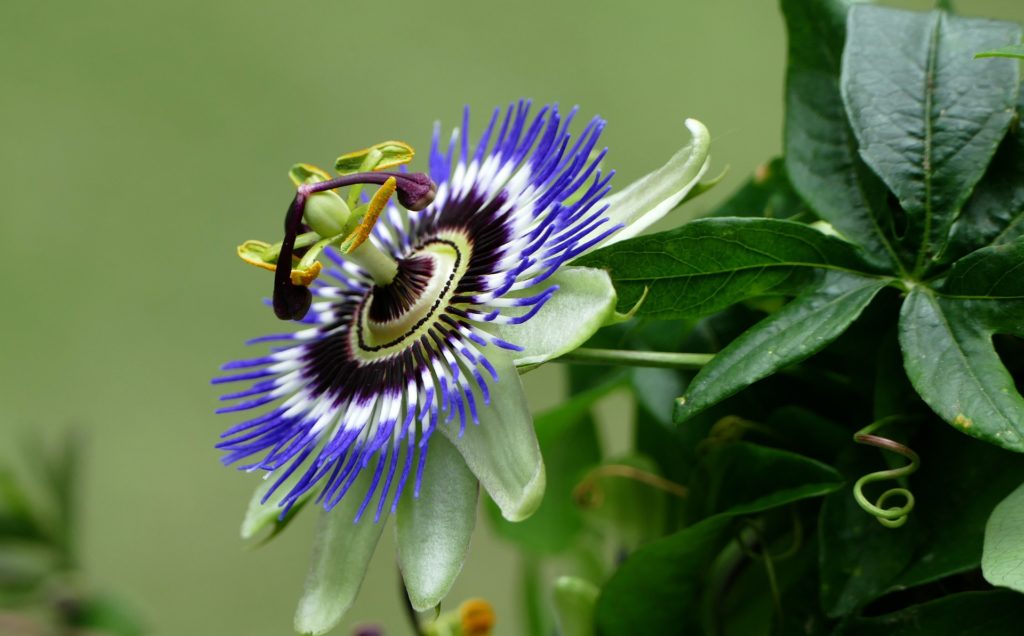 Passionsblume